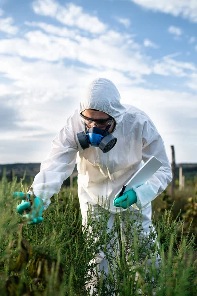 杂草控制 工业农业研究 在防护套件和面罩中使用数字平板电脑的人在野外采集杂草样本 阳光明媚的自然强光 — 图库照片