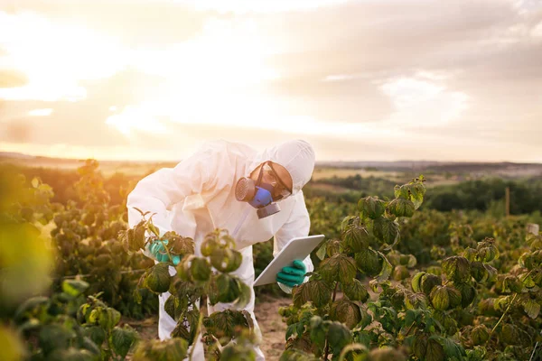 Contrôle Des Mauvaises Herbes Recherche Agriculture Industrielle Homme Avec Tablette — Photo