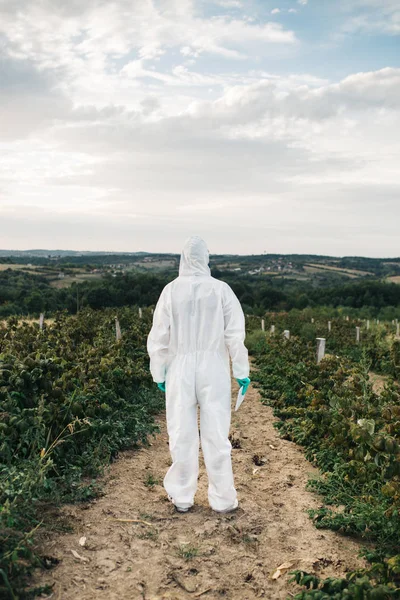 Weed control. Industrial agriculture researching. Man with digital tablet in protective suite and mask taking weed samples in the field. Natural hard light on sunny day.