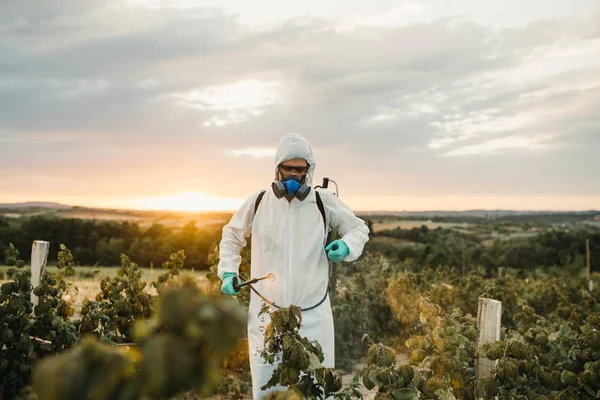 Controlo Ervas Daninhas Tema Agricultura Industrial Homem Pulverizando Pesticidas Tóxicos — Fotografia de Stock