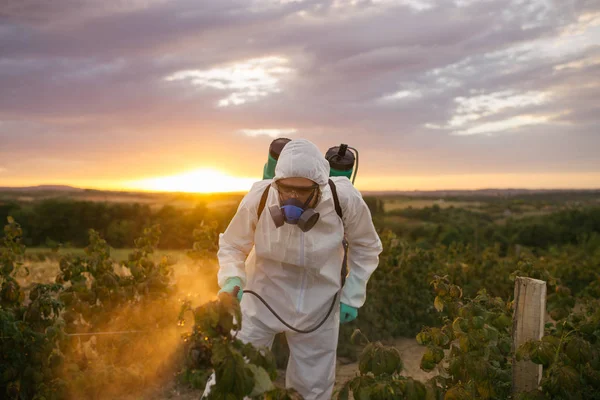 杂草控制 工业农业主题 在水果种植种植园喷洒有毒农药或杀虫剂的人 美丽的日落在背景 — 图库照片