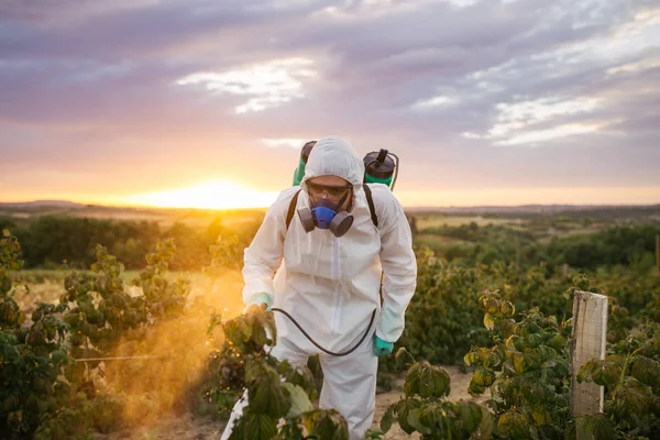 Weed control. Industrial agriculture theme. Man spraying toxic pesticides or insecticides on fruit growing plantation. Beautiful sunset colors in background.