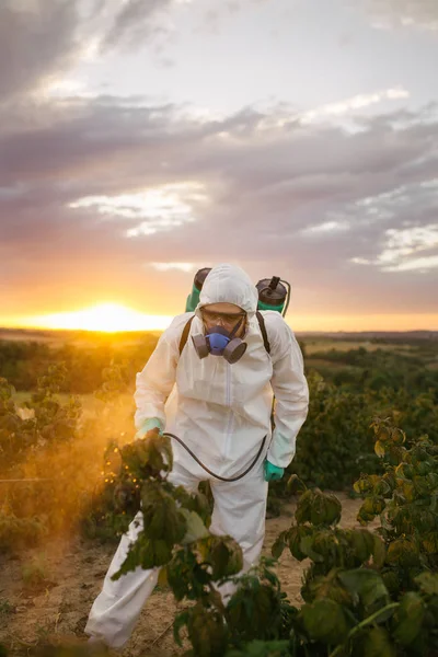 Controlo Ervas Daninhas Tema Agricultura Industrial Homem Pulverizando Pesticidas Tóxicos — Fotografia de Stock