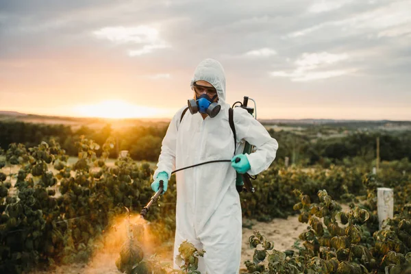 사람은 농장에 유독한 살충제 살충제를 합니다 화창한 날에는 스러운 라이트 — 스톡 사진