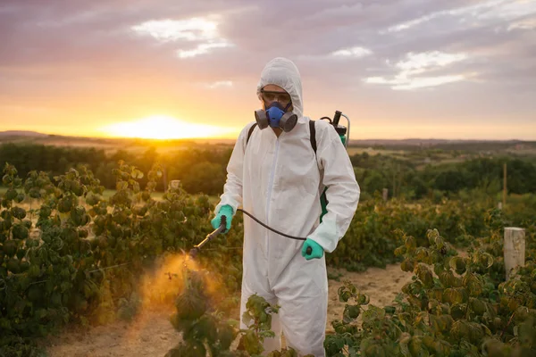 Weed control. Industrial agriculture theme. Man spraying toxic pesticides or insecticides on fruit growing plantation. Beautiful sunset in background.