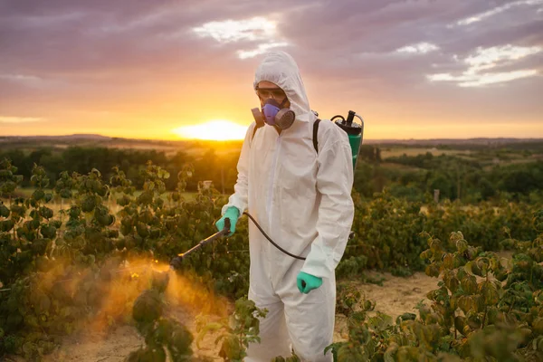 Weed control. Industrial agriculture theme. Man spraying toxic pesticides or insecticides on fruit growing plantation. Beautiful sunset in background.