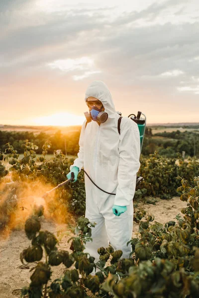 Weed control. Industrial agriculture theme. Man spraying toxic pesticides or insecticides on fruit growing plantation. Natural hard light on sunny day.