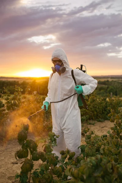 Weed control. Industrial agriculture theme. Man spraying toxic pesticides or insecticides on fruit growing plantation. Beautiful sunset in background.