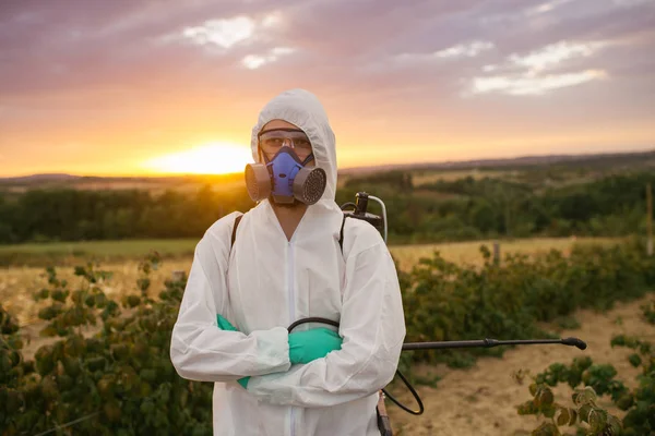 Weed control. Industrial agriculture theme. Man spraying toxic pesticides or insecticides on fruit growing plantation. Beautiful sunset in background.