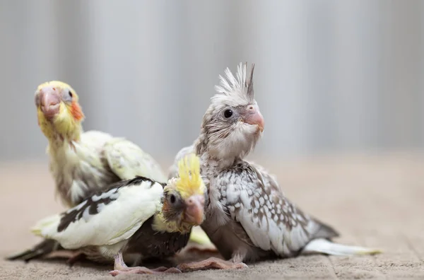 Zavřete Záběr Krásných Miniaturních Kuřat Cockatiel Které Hrají Hledají Krmení — Stock fotografie