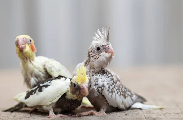 Gros Plan Belles Poussins Miniatures Cockatiel Jouant Cherchant Nourrir — Photo