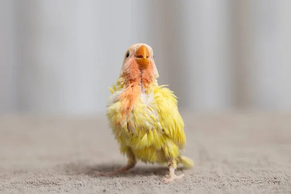 Close Tiro Bela Miniatura Rosy Enfrentou Pintinho Lovebird Jogando Procura — Fotografia de Stock