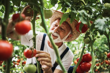 Mutlu ve gülümseyen son sınıf öğrencisi serada çalışıyor..