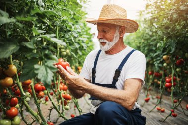 Mutlu ve gülümseyen son sınıf öğrencisi serada çalışıyor..