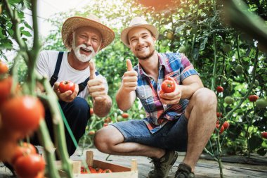Mutlu dedesi familly sera işinde torunu ile birlikte çalışıyor. Poz verdiler ve kameraya bakıyorlar..