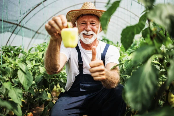 Šťastný Usměvavý Starší Muž Pracující Skleníku Pózuje Dívá Kamery — Stock fotografie