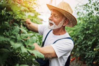 Mutlu ve gülümseyen son sınıf öğrencisi serada çalışıyor..