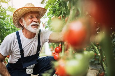 Mutlu ve gülümseyen son sınıf öğrencisi serada çalışıyor..
