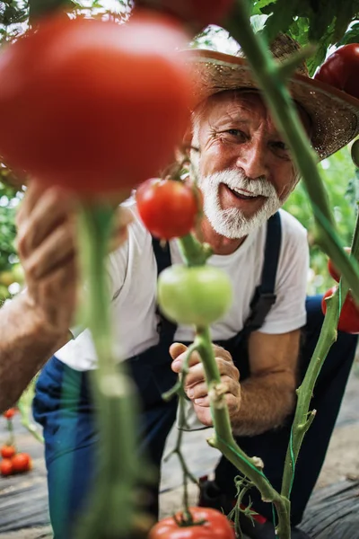 Pria Senior Yang Bahagia Dan Tersenyum Bekerja Rumah Kaca — Stok Foto