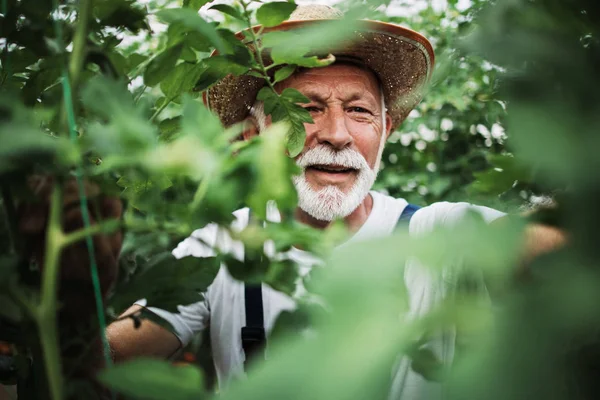 Happy Smiling Senior Man Working Greenhouse — Stock Photo, Image