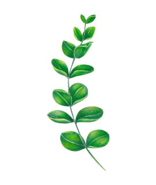 Okaliptüs şube tropikal yaprak suluboya, botanik çizim ile kümesi