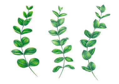 Okaliptüs şube tropikal yaprak suluboya, botanik çizim ile kümesi