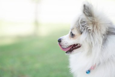 Pomeranian oturan ve bir şey Doğa Parkı, evde beslenen hayvan sağlık kavramı, seçici odak oynadıktan sonra yeşil çimenlerin üzerinde seyir tatlı yüz