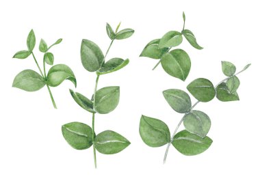 Okaliptüs şube suluboya el boyama, dekorasyon konsepti için tropikal yaprak kümesi