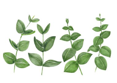 Okaliptüs şube suluboya el boyama, dekorasyon konsepti için tropikal yaprak kümesi