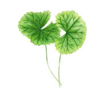 Beyaz arkaplan, sağlık ve tıbbi konsept üzerine Gotu kola yaprağı suluboya çizimi