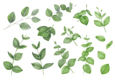 Okaliptüs şube suluboya el boyama, dekorasyon konsepti için tropikal yaprak kümesi