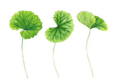 Beyaz arkaplan, sağlık ve tıbbi konsept üzerine Gotu kola yaprağı suluboya çizimi