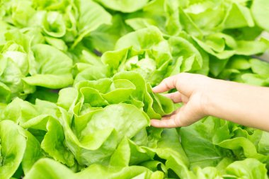 Taze sebze hydroponic tutan alan, sağlıklı eathing kavramı, seçici odak portre el