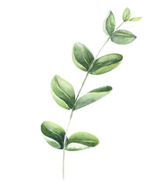 Okaliptüs şube suluboya el boyama, tropikal yaprak dekorasyon konsepti için