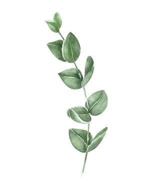 Okaliptüs şube suluboya el boyama, tropikal yaprak dekorasyon konsepti için