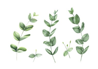 Okaliptüs şube suluboya el boyama, tropikal yaprak dekorasyon konsepti için