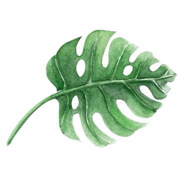 Suluboya illüstrasyon izole beyaz zemin üzerine, yeşil monstera tropikal kümesi bırakır