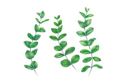 Okaliptüs şube tropikal yaprak suluboya, botanik çizim ile kümesi