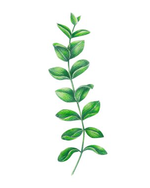 Okaliptüs şube tropikal yaprak suluboya, botanik çizim ile kümesi