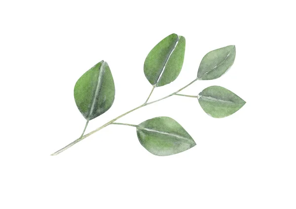 Uppsättning Eukalyptus Gren Akvarell Handmålning Tropiska Löv För Dekoration Koncept — Stockfoto