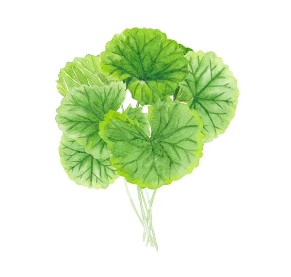 Gotu Kola Foglia Acquerello Illustrazione Sfondo Bianco Assistenza Sanitaria Concetto — Foto Stock