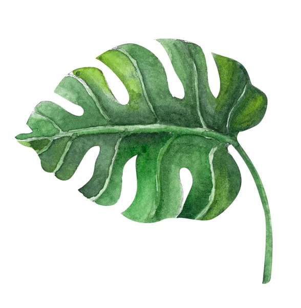 Verde Monstera Tropical Hojas Acuarela Ilustración Aislado Sobre Fondo Blanco — Foto de Stock