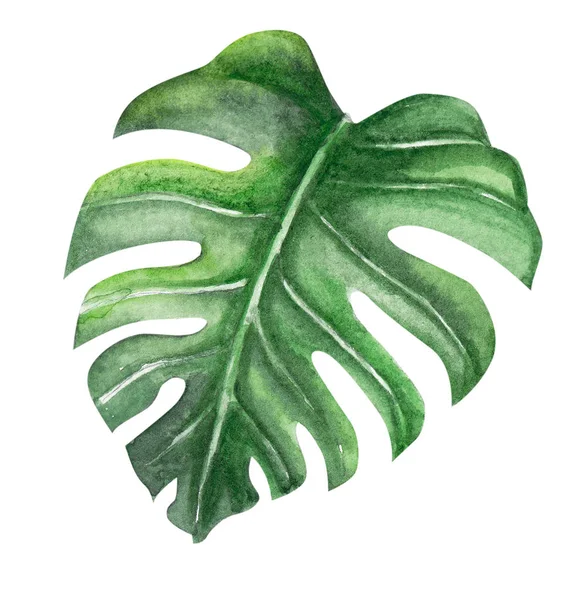 Zelená Monstera Tropické Listy Akvarel Ilustrace Izolované Bílém Pozadí — Stock fotografie
