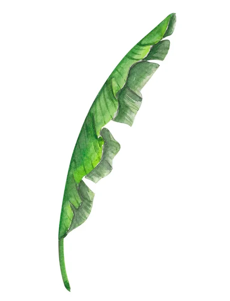 Tropiska Bananblad Grön Akvarell Illustration — Stockfoto