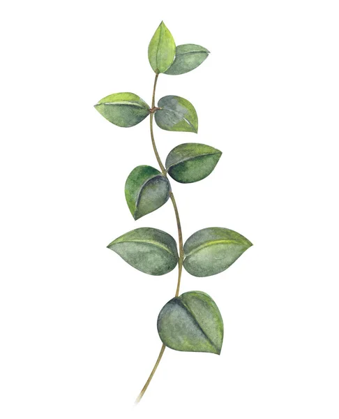 ユーカリ支店水彩手絵画 熱帯の葉の装飾の概念 — ストック写真
