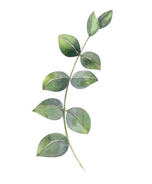 Eucalyptus Branche Aquarelle Peinture Main Feuille Tropicale Pour Concept Décoration — Photo