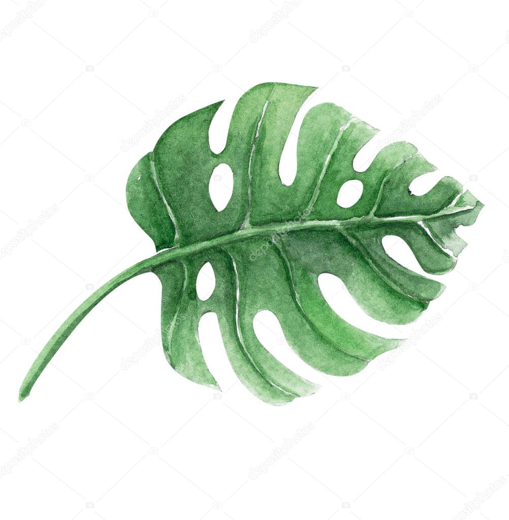 Set of Green monstera tropical leaves watercolor illustration, isolated on white background
