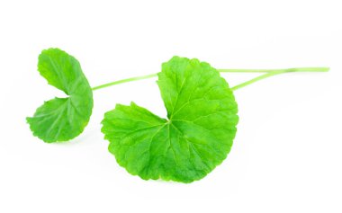 Gotu kola, Asya pennywort, su damlası, ot ve tıbbi kavramı ile beyaz arka plan üzerinde Hint pennywort tatlı yaprak