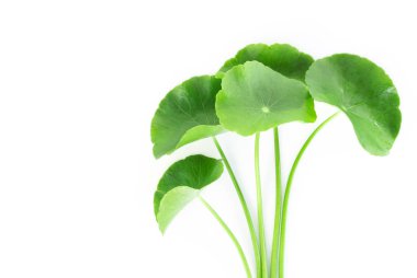 Closeup leaf of Gotu kola, Asiatic pennywort, Indian pennywort on white background, herb and medical concept clipart