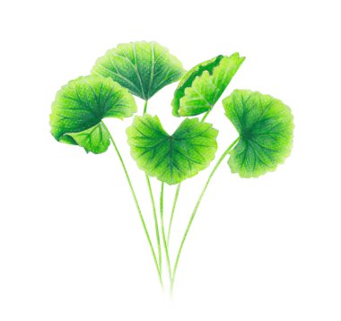 Beyaz arkaplan, sağlık ve tıbbi konsept üzerine Gotu kola yaprağı suluboya çizimi